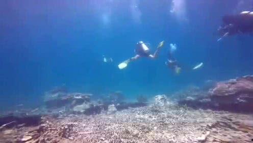 人鱼岛在线观看,梦幻海洋的奇幻之旅