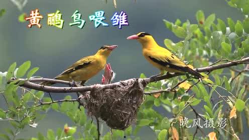 黄鹂视频在线观看