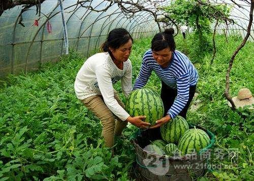 大棚瓜今日价格,今日大棚瓜价格行情一览