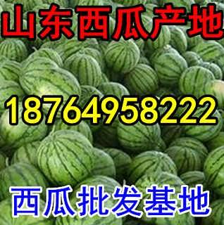 大棚瓜今日价格,今日大棚瓜价格行情一览