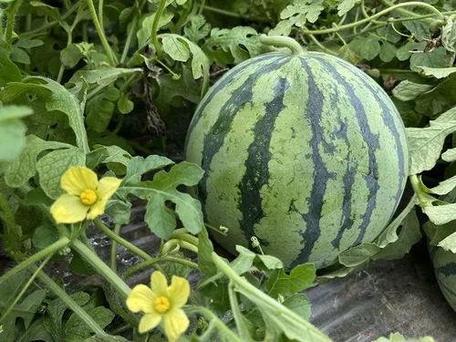 今日吃瓜每日大瓜,揭秘娱乐圈最新大瓜，精彩纷呈等你来品