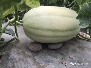 瓜弟 今日吃瓜,揭秘娱乐圈新鲜事