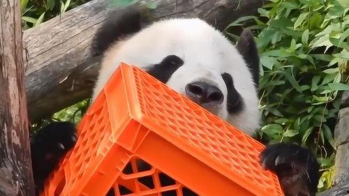 熊猫青春蜜糖在线观看,甜蜜校园恋曲在线放送