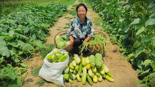 今日大丰瓜,夏日里的甜蜜诱惑，探寻瓜乡风情
