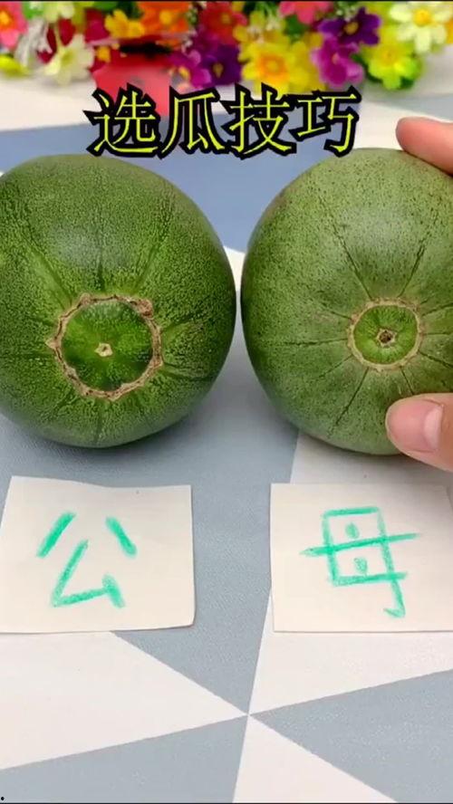 今日 瓜,揭秘今日瓜王争霸战