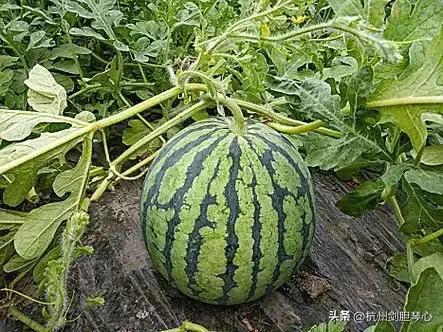 今日看瓜,娱乐圈最新热点事件大盘点