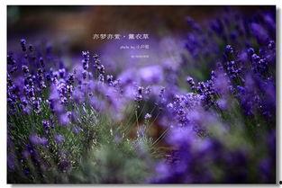薰衣草免费观看在线观看,在线观看指南