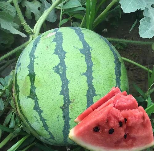 今日最大瓜,揭秘娱乐圈惊天大瓜，真相令人震惊！