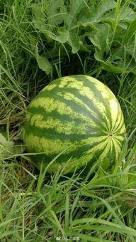 今日最大瓜,揭秘娱乐圈惊天大瓜，真相令人震惊！