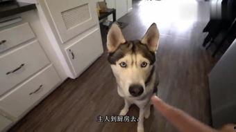 在线观看狗,在线观看狗狗的欢乐时光