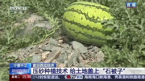 今日挑瓜,探寻瓜果新鲜滋味，共享田园生活乐趣