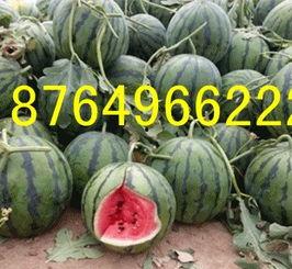 上海今日瓜价格,新鲜价格一览