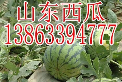 上海今日瓜价格,新鲜价格一览