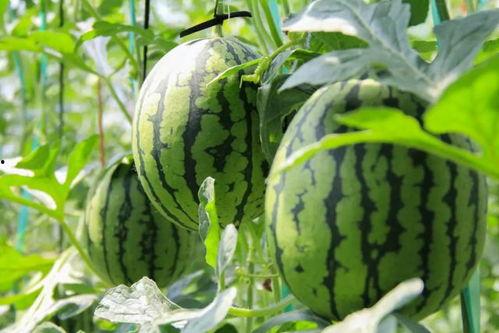 吃瓜中心今日吃瓜,揭秘娱乐圈最新热点事件