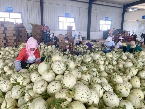 瓜州蜜瓜行情今日,价格行情一览