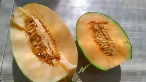 瓜州蜜瓜行情今日,价格行情一览