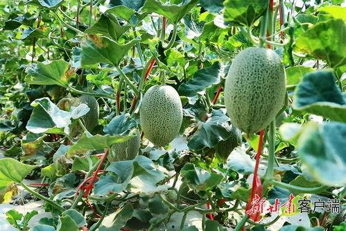 瓜州蜜瓜行情今日,价格行情一览