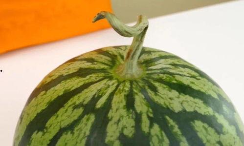 今日鲜瓜,尽享今日鲜瓜美味时光