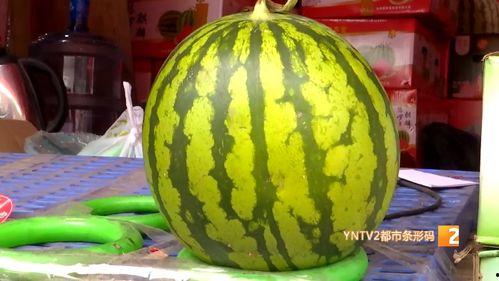 麒麟瓜今日行情,价格波动与市场动态一览