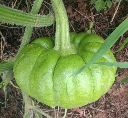 今日吃瓜 人人吃瓜,全民共享的瓜果盛宴