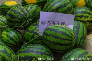 今日吃瓜 人人吃瓜,全民共享的瓜果盛宴