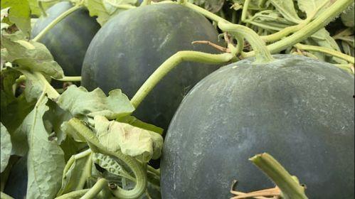 丽水今日瓜,新鲜趣事一网打尽