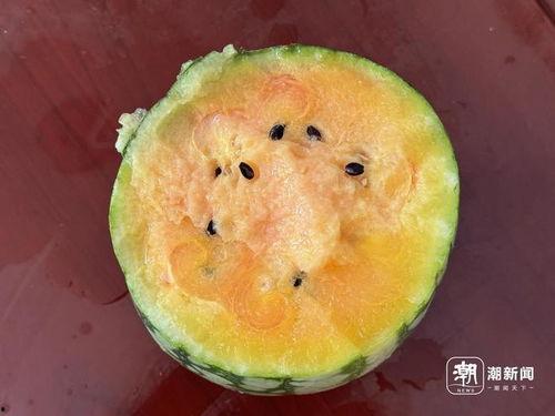 丽水今日瓜,新鲜趣事一网打尽