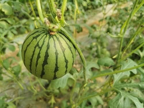 乌兰察布今日红瓜价,市场行情实时解析