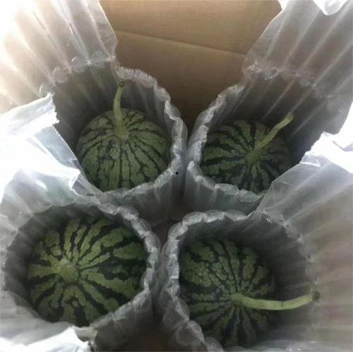 今日庞各庄小吊瓜售价,价格亲民引市民争相购买”