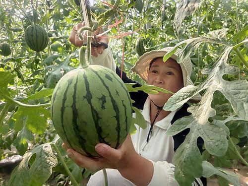 今日庞各庄小吊瓜售价,价格亲民引市民争相购买”