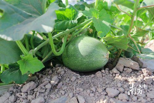 今日大瓜吃瓜网站