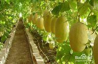 上海今日哈密瓜价格,市民购买更实惠