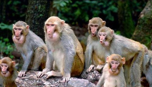 2019猴子在线观看,2019年度猴子在线观看现象解析