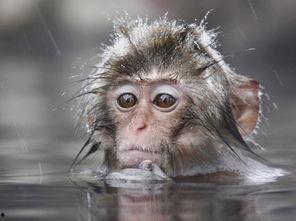 2019猴子在线观看,2019年度猴子在线观看现象解析