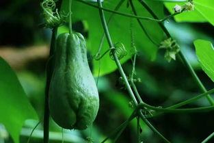 海南今日佛手瓜价格,新鲜上市，实惠之选