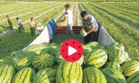 大瓜今日,真相与反转背后的故事