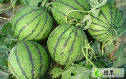 高碑店瓜今日行情