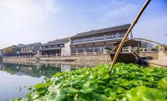 高碑店瓜今日行情