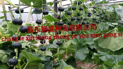 新发地贝贝瓜今日价格,价格行情一览”