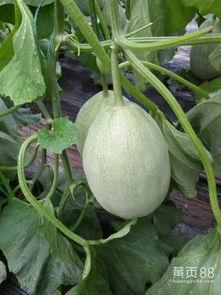 今日滑县瓜,探寻滑县特色瓜果的魅力