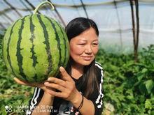 今日滑县瓜,探寻滑县特色瓜果的魅力