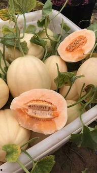 今日滑县瓜,探寻滑县特色瓜果的魅力