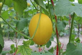 今日瓜很甜,今日瓜果盛宴，尽享丰收喜悦