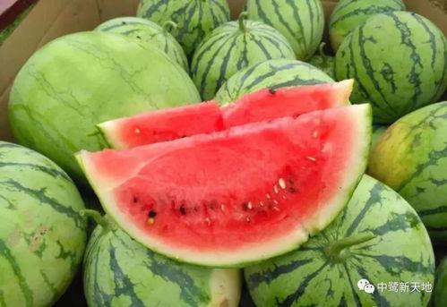 今日瓜很甜,今日瓜果盛宴，尽享丰收喜悦