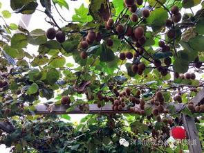 今日黄河瓜价格,市场行情实时解析”