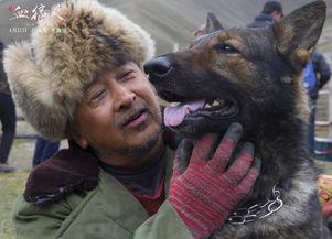 电影血狼犬在线观看,忠诚守护，生死相依